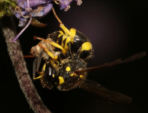 Ancistrocerus sp.